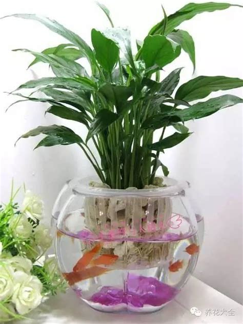 水種植物風水2023